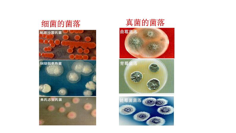 2.3.1微生物的分布  课件2024-2025学年人教版（2024）生物七年级上册08