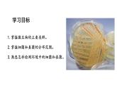 2.3.1微生物的分布课件2024-2025学年人教版（2024）生物七年级上册