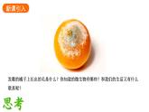 2.3.1微生物的分布课件2024-2025学年人教版（2024）生物七年级上册