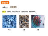 2.3.1微生物的分布课件2024-2025学年人教版（2024）生物七年级上册