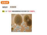2.3.1微生物的分布课件2024-2025学年人教版（2024）生物七年级上册
