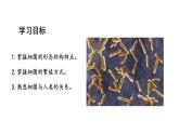 2.3.2细菌课件2024-2025学年人教版（2024）生物七年级上册
