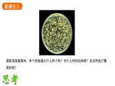 2.3.2细菌课件2024-2025学年人教版（2024）生物七年级上册