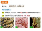 2.3.2细菌课件2024-2025学年人教版（2024）生物七年级上册