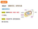 2.3.2细菌课件2024-2025学年人教版（2024）生物七年级上册
