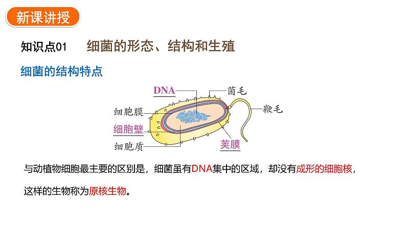 2.3.2细菌课件2024-2025学年人教版（2024）生物七年级上册06