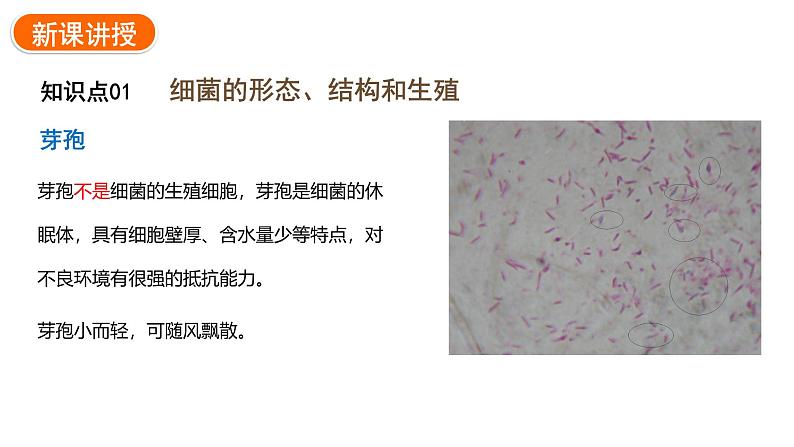 2.3.2细菌课件2024-2025学年人教版（2024）生物七年级上册08