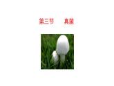 2.3.3 真菌  课件2024-2025学年人教版（2024）生物七年级上册