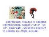 2.3.3 真菌  课件2024-2025学年人教版（2024）生物七年级上册