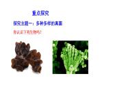 2.3.3 真菌  课件2024-2025学年人教版（2024）生物七年级上册