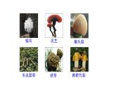2.3.3 真菌  课件2024-2025学年人教版（2024）生物七年级上册