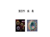 2.3.4病毒  课件2024-2025学年人教版（2024）生物七年级上册