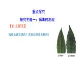 2.3.4病毒  课件2024-2025学年人教版（2024）生物七年级上册