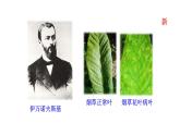 2.3.4病毒  课件2024-2025学年人教版（2024）生物七年级上册