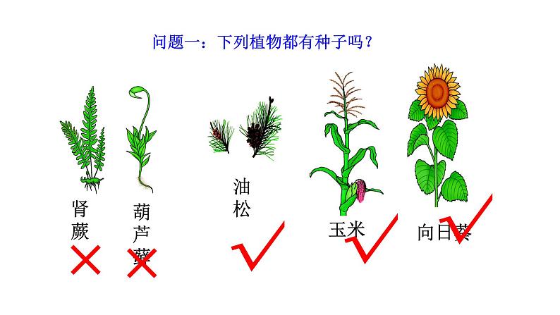 2.4.1尝试对生物进行分类  课件2024-2025学年人教版（2024）生物七年级上册05