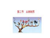 2.4.2从种到界  课件2024-2025学年人教版（2024）生物七年级上册
