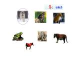 2.4.2从种到界  课件2024-2025学年人教版（2024）生物七年级上册