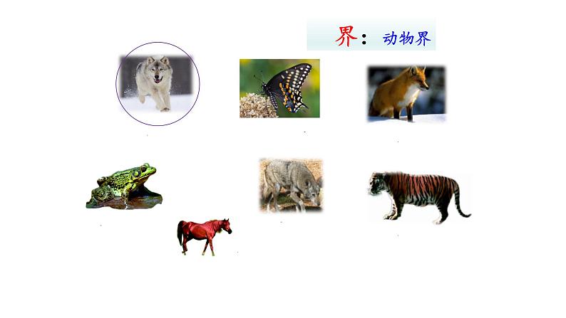 2.4.2从种到界  课件2024-2025学年人教版（2024）生物七年级上册05