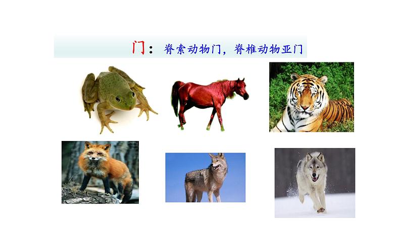 2.4.2从种到界  课件2024-2025学年人教版（2024）生物七年级上册06