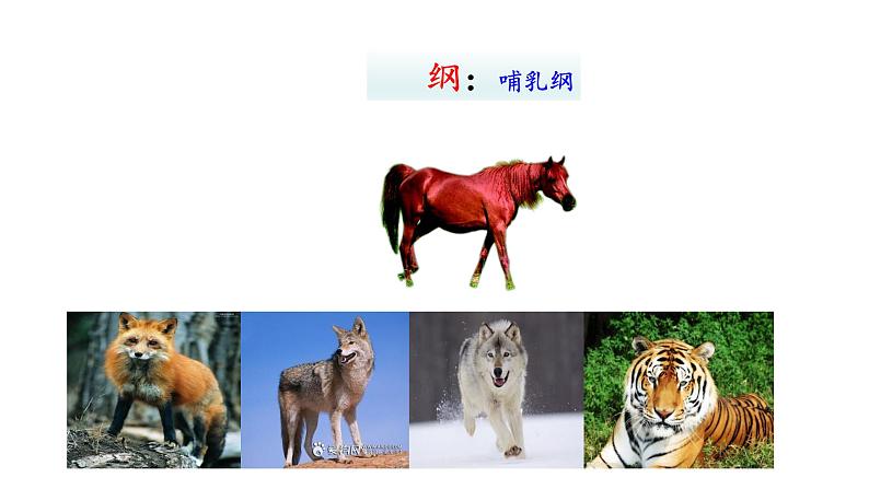 2.4.2从种到界  课件2024-2025学年人教版（2024）生物七年级上册07