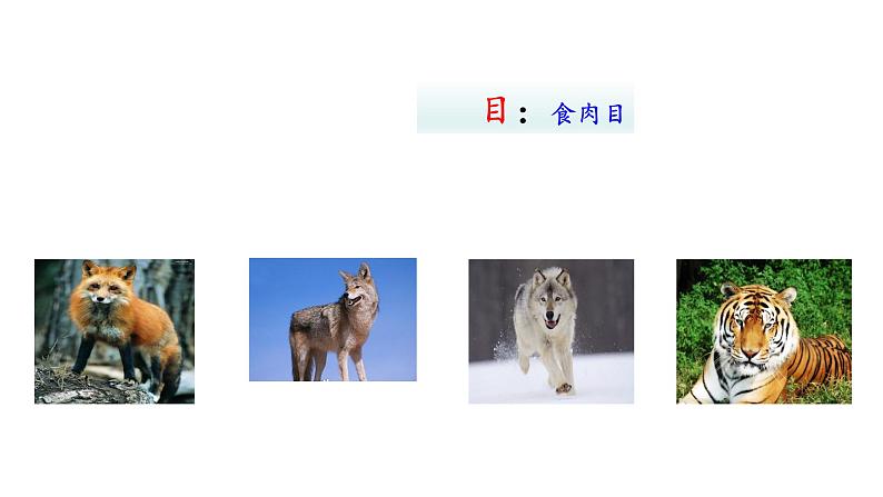 2.4.2从种到界  课件2024-2025学年人教版（2024）生物七年级上册08