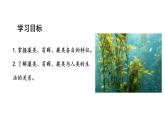 2.1.1藻类、苔藓植物和蕨类植物课件2024-2025学年人教版（2024）生物七年级上册