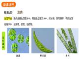 2.1.1藻类、苔藓植物和蕨类植物课件2024-2025学年人教版（2024）生物七年级上册