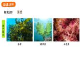 2.1.1藻类、苔藓植物和蕨类植物课件2024-2025学年人教版（2024）生物七年级上册