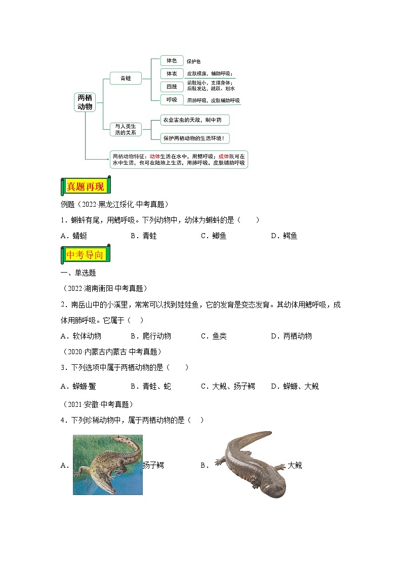 03 观察青蛙-八年级实验-2024-2025学年度初中生物微专题实验探索学案第2页