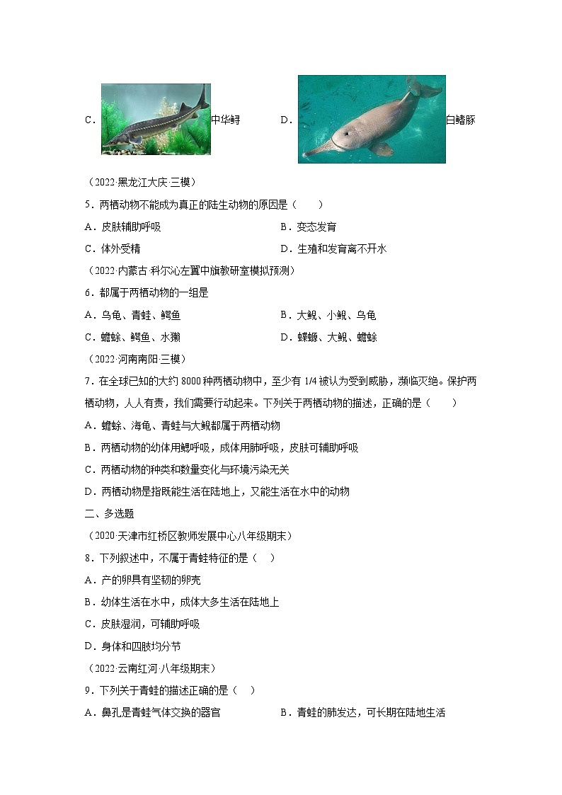 03 观察青蛙-八年级实验-2024-2025学年度初中生物微专题实验探索学案第3页