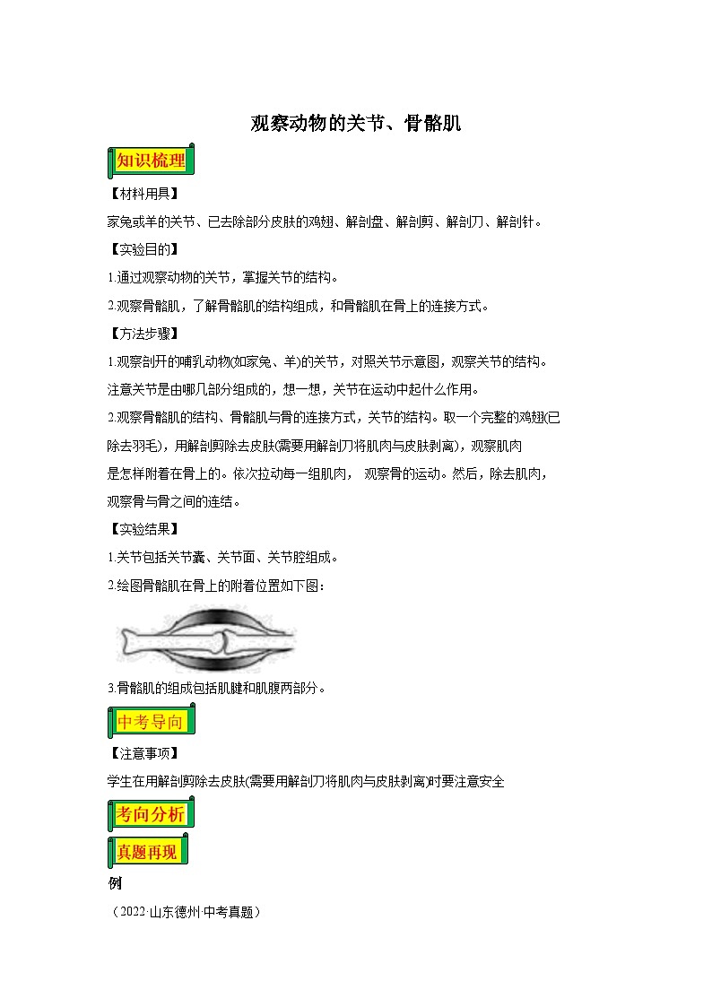 06 观察哺乳动物的关节、骨骼肌-八年级实验-2024-2025学年度初中生物微专题实验探索学案第1页