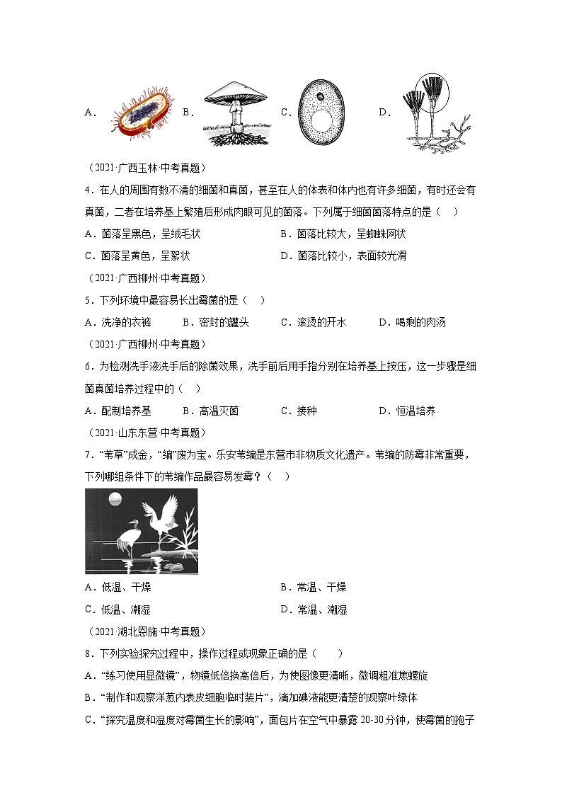 08 检测不同环境中的细菌和真菌-八年级实验-2024-2025学年度初中生物微专题实验探索学案第3页