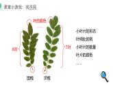 人教版（2024）生物七上：1.1.1观察周边环境中的生物（课件+教案）