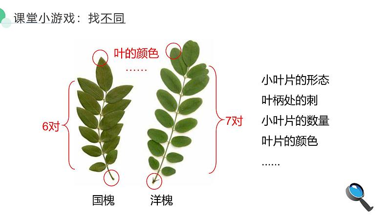 人教版（2024）生物七上：1.1.1观察周边环境中的生物（课件+教案）02