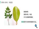 人教版（2024）生物七上：1.1.1观察周边环境中的生物（课件+教案）