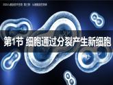 人教版（2024）生物七上：1.3.1细胞通过分裂产生新细胞（课件+教案）