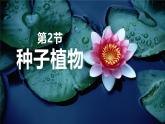 人教版（2024）生物七上：2.1.2种子植物（课件+教案）