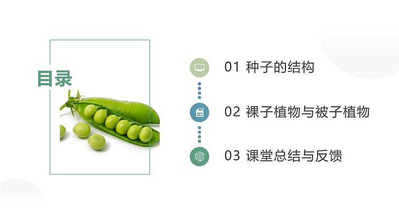 人教版（2024）生物七上：2.1.2种子植物（课件+教案）03