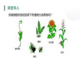 人教版（2024）生物七上：2.1.2种子植物（课件+教案）