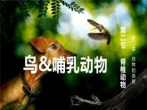 人教版（2024）生物七上：2.2.2-3鸟和哺乳动物（课件+教案）
