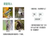 人教版（2024）生物七上：2.2.2-3鸟和哺乳动物（课件+教案）