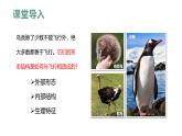 人教版（2024）生物七上：2.2.2-3鸟和哺乳动物（课件+教案）