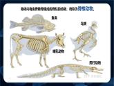 人教版（2024）七年级生物上册课件 2.2.1无脊椎动物