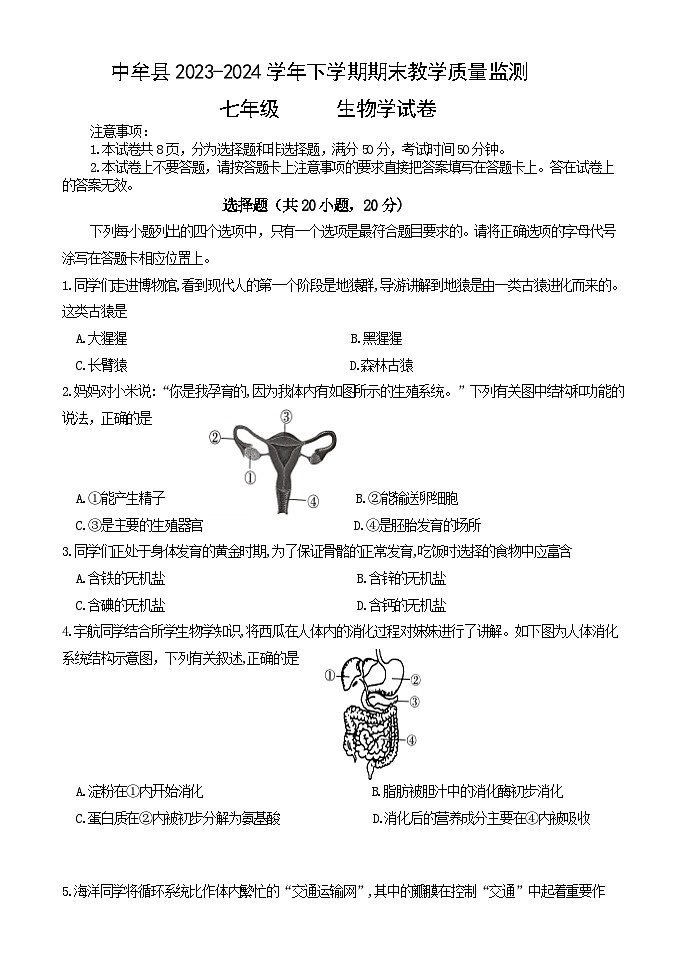 河南省郑州市中牟县2023-2024学年七年级下学期期末教学质量监测生物试题01