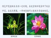 济南版生物八年级上册 第一章第一节 花的结构和类型课件