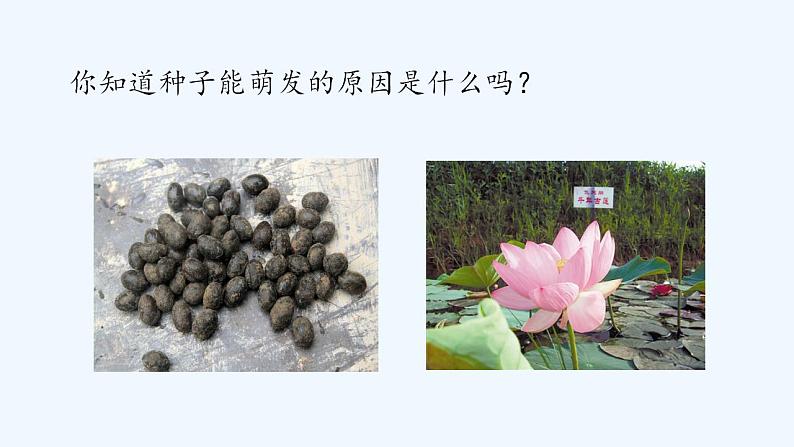 济南版生物八年级上册 第一章第四节 种子的萌发课件第4页