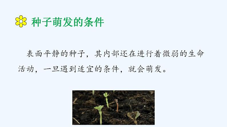 济南版生物八年级上册 第一章第四节 种子的萌发课件第6页