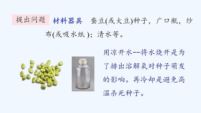济南版生物八年级上册 第一章第四节 种子的萌发课件第8页