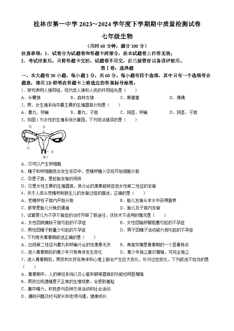 广西桂林市第一中学2023-2024学年七年级下学期期中质量检测生物试卷(无答案)01