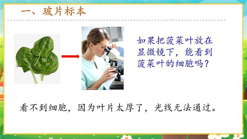 【新教材新课标】人教版生物七上1.2.2植物细胞 课件+教案+习题（含答案）03